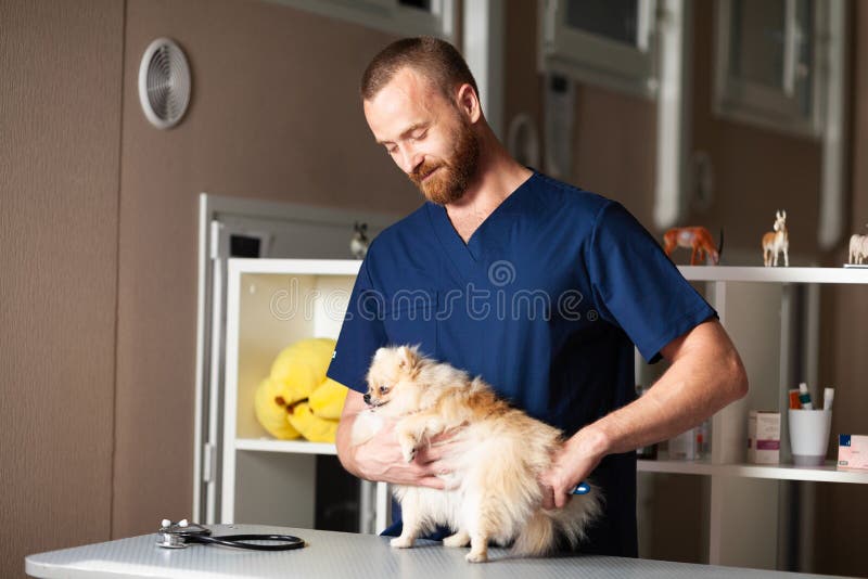 Visit Pet Dog To Vet. Measurement of Body Temperature of Animal in Clinic  Stock Photo - Image of healthcare, check: 170857620