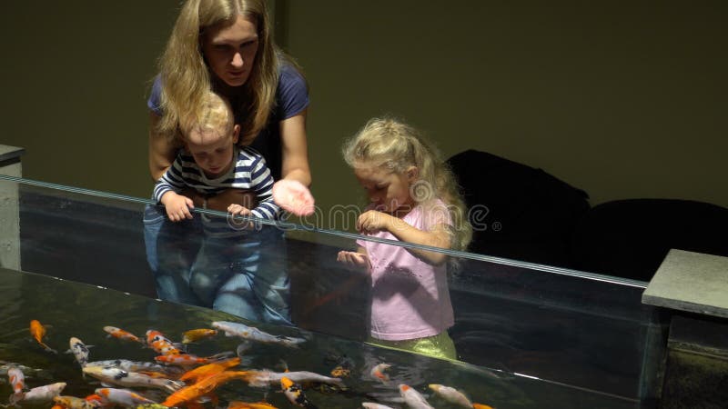 Visitantes del zoológico personas alimentando peces exóticos. movimiento de trucos