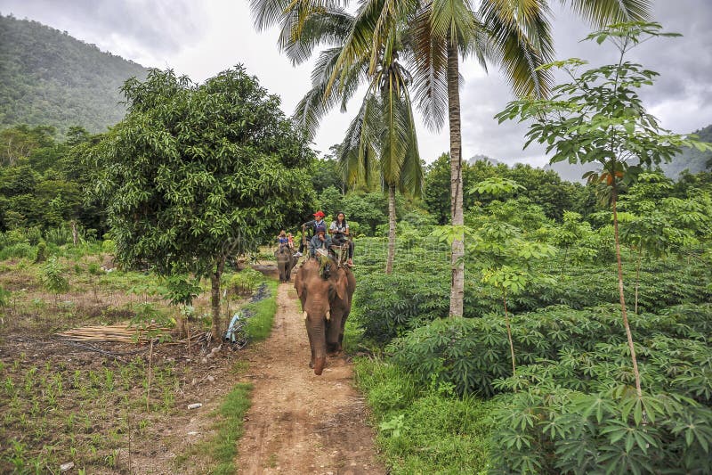 Visite de jungle d'éléphant photo stock Visite de jungle d'éléphant photo stock