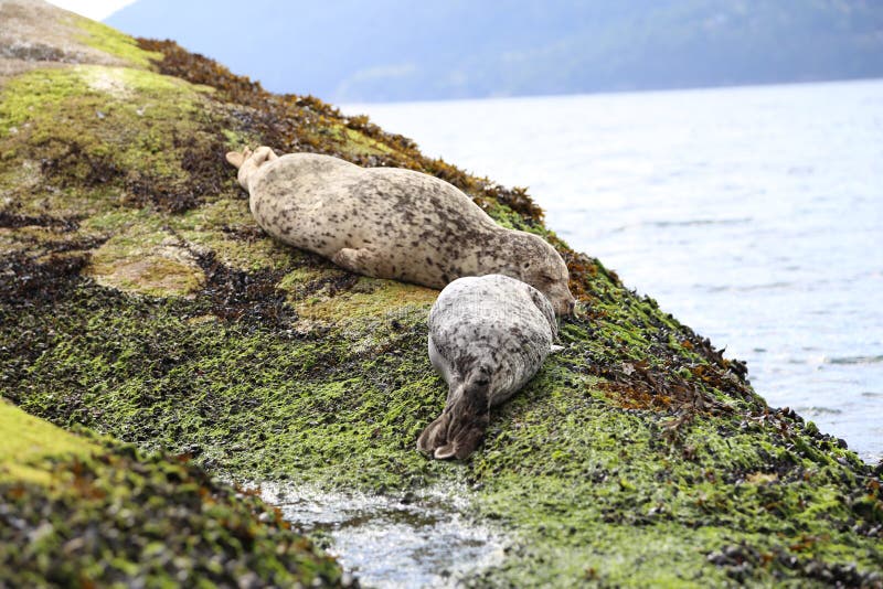 Visiti Vancouver e vedi le otarie sveglie del bambino e le guarnizioni adorabili che dormono sulla spiaggia immagini stock libere da diritti Visiti Vancouver e vedi le otarie sveglie del bambino e le guarnizioni adorabili che dormono sulla spiaggia immagini stock libere da diritti