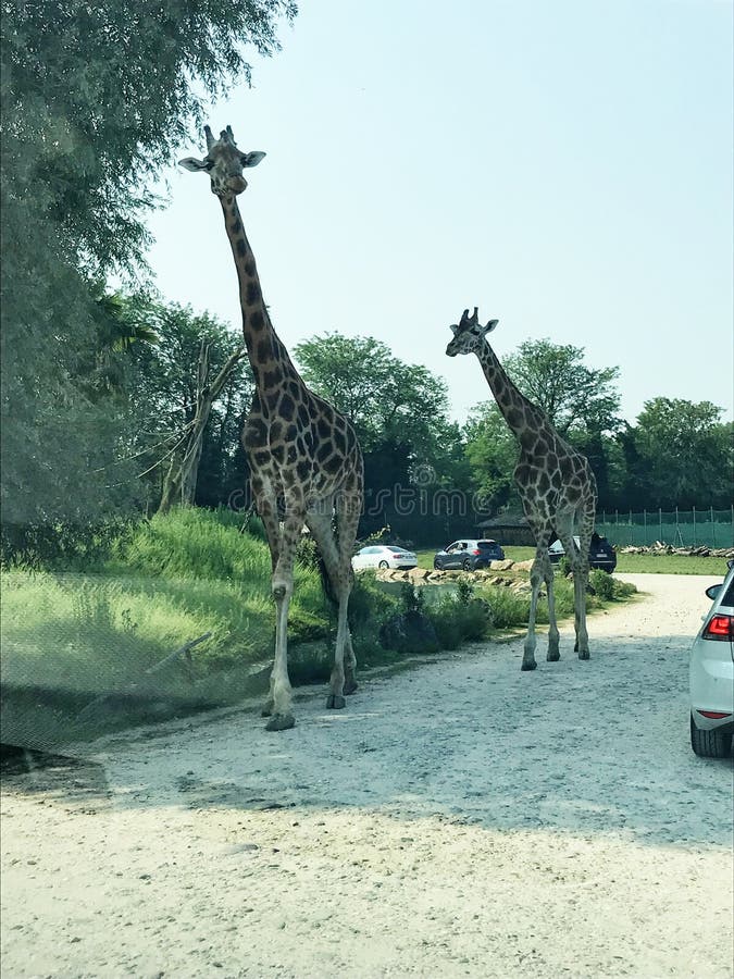 zoo safari verona immagini