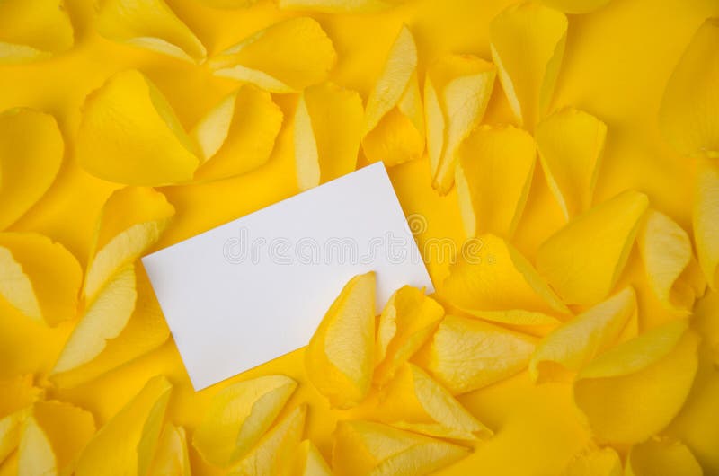 Visiting card in rose petals on solid color paper background romantic template royalty free stock photography