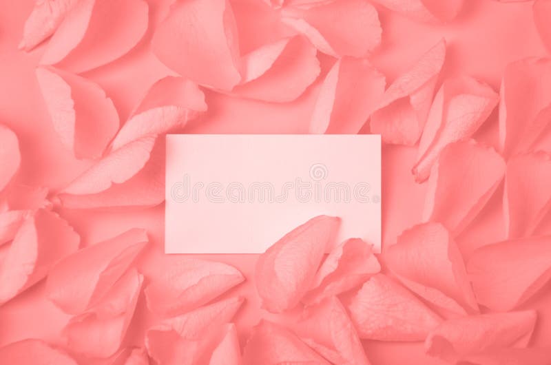 Visiting card in rose petals on solid color paper background romantic template royalty free stock photo