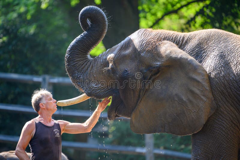 Visit the zoo and see zookeeper caring about shower and mouth hygiene for elephant in Wuppertal, Germany. Confidence, reliabityli