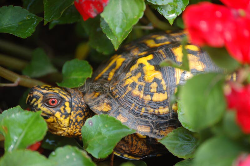 Ornate Box turtle in a flower bed