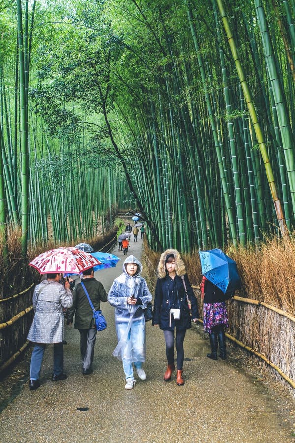 Visitor Walking at Bamboo Forest in Kyoto, Japan. 11 April 2012