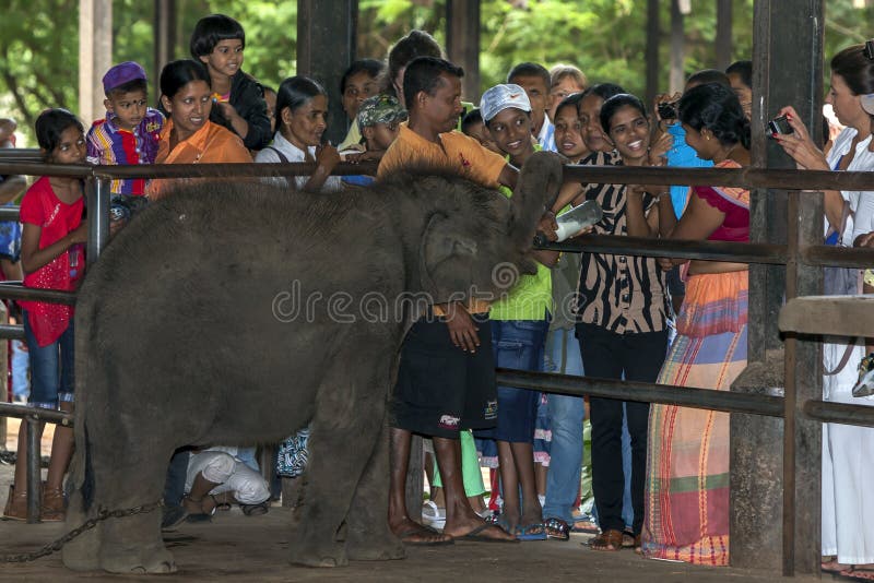 Visitors to the Pinnawala Elephant Orphanage (Pinnawela) feed an elephant calf a bottle of milk. stock photo Visitors to the Pinnawala Elephant Orphanage (Pinnawela) feed an elephant calf a bottle of milk. stock photo
