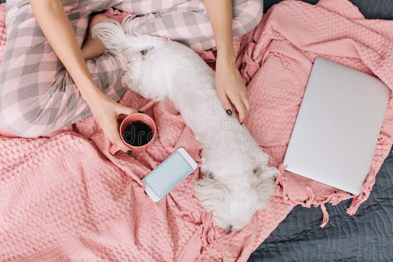 Visión desde arriba del pequeño perro blanco que se enfría en la manta rosada en el teléfono del anillo de la cama, ordenador por fotos de archivo libres de regalías Visión desde arriba del pequeño perro blanco que se enfría en la manta rosada en el teléfono del anillo de la cama, ordenador por fotos de archivo libres de regalías