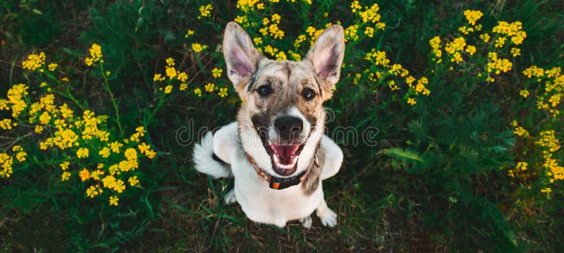Visión desde arriba en el perro mestizo feliz con la situación y la mirada de la cámara, de la hierba verde y del fondo amarillo fotos de archivo Visión desde arriba en el perro mestizo feliz con la situación y la mirada de la cámara, de la hierba verde y del fondo amarillo fotos de archivo