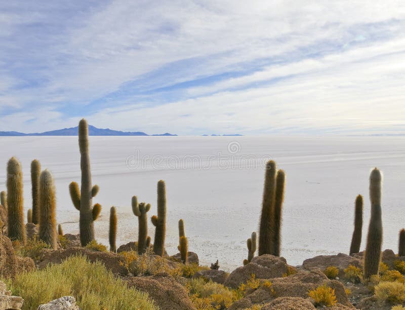 Visión desde Isla Incahuasi en Salar de Uyuni, Altiplano, Salar de Uyuni, Bolivia imagenes de archivo Visión desde Isla Incahuasi en Salar de Uyuni, Altiplano, Salar de Uyuni, Bolivia imagenes de archivo