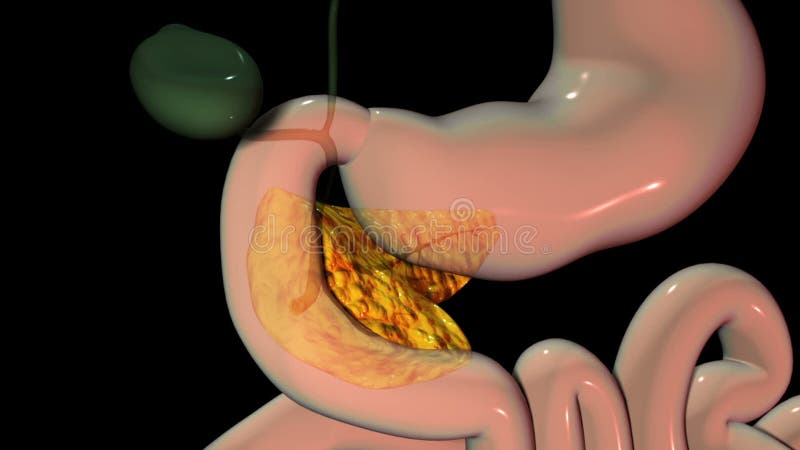 Visión general de la anatomía del páncreas humano