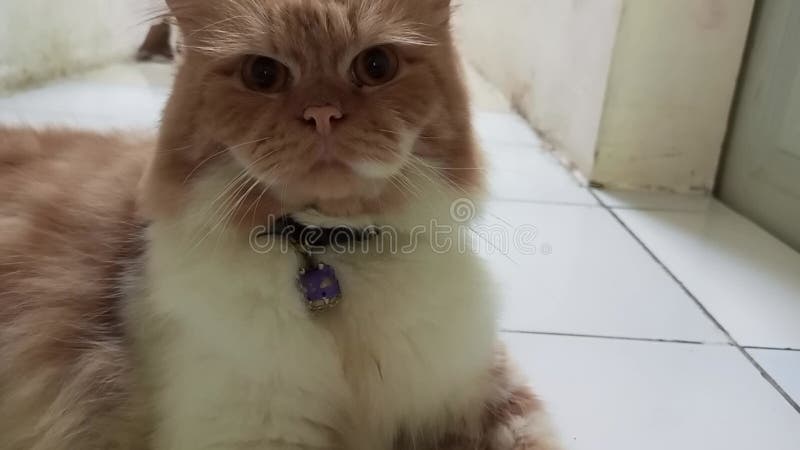 Visión sorprendida y cautelosa de gato marrón y blanco almacen de video
