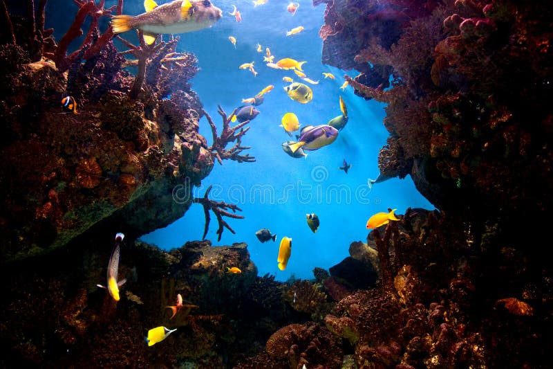 Visión subacuática, pescado, filón coralino