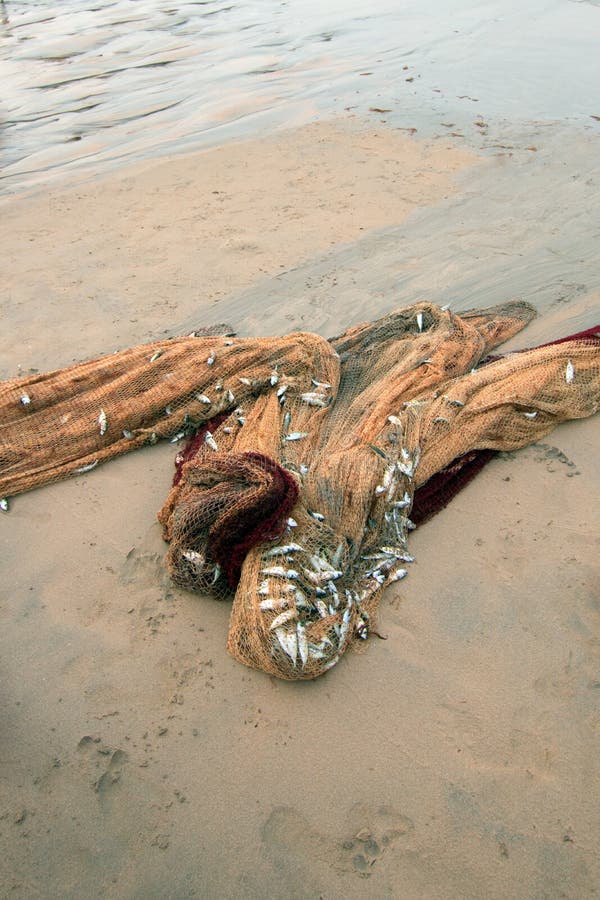 Visnethoogtepunt van dagenvangst van kleine vissen op Nilaveli-strand in Trincomalee Sluik Sri royalty-vrije stock foto Visnethoogtepunt van dagenvangst van kleine vissen op Nilaveli-strand in Trincomalee Sluik Sri royalty-vrije stock foto
