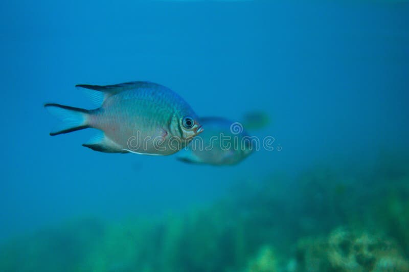 Vissen onder water royalty-vrije stock foto's