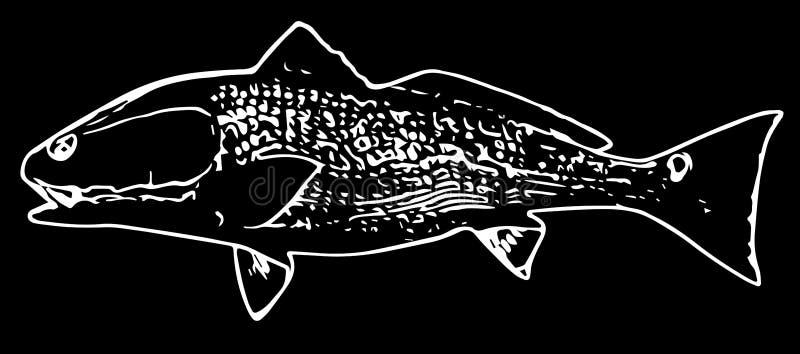 Vissen van de zalm de rode trommel op zwarte achtergrond royalty-vrije illustratie Vissen van de zalm de rode trommel op zwarte achtergrond royalty-vrije illustratie