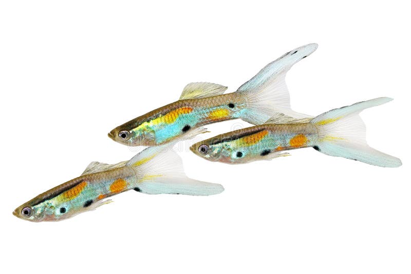 Vissen van het wingei kleurrijke tropische aquarium van neonendler Guppy de Dubbele Swordtail Mannelijke Guppies Poecilia stock afbeelding Vissen van het wingei kleurrijke tropische aquarium van neonendler Guppy de Dubbele Swordtail Mannelijke Guppies Poecilia stock afbeelding