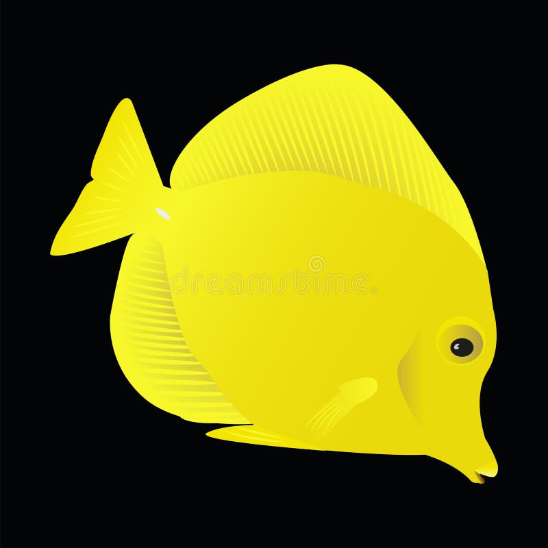 Vissen Zebrasoma flavescens op zwarte achtergrond vector illustratie Vissen Zebrasoma flavescens op zwarte achtergrond vector illustratie
