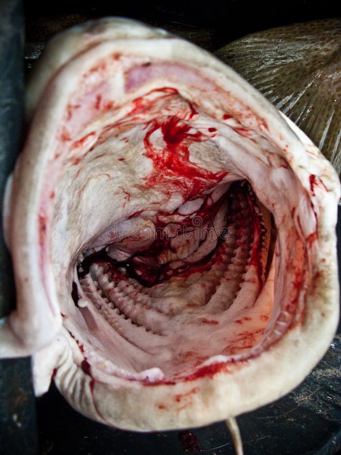 Inside gullet of a headless fish. Inside gullet of a headless fish.