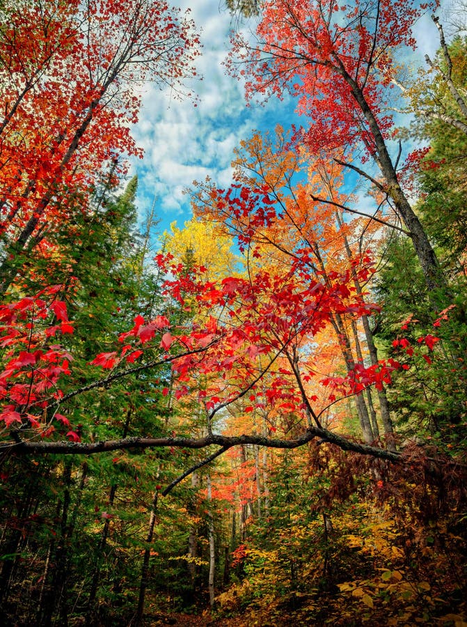 Vista acima em Autumn Forest foto de stock Vista acima em Autumn Forest foto de stock
