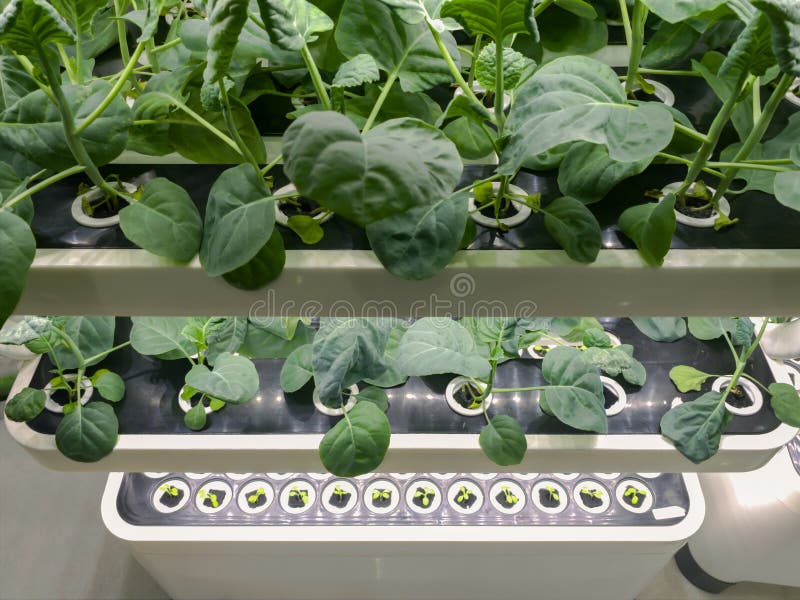 Vista ad angolo elevato di verdure verdi fresche foglie impiantate nell'agricoltura interna. L'agricoltura urbana sta guadagnando fotografia stock
