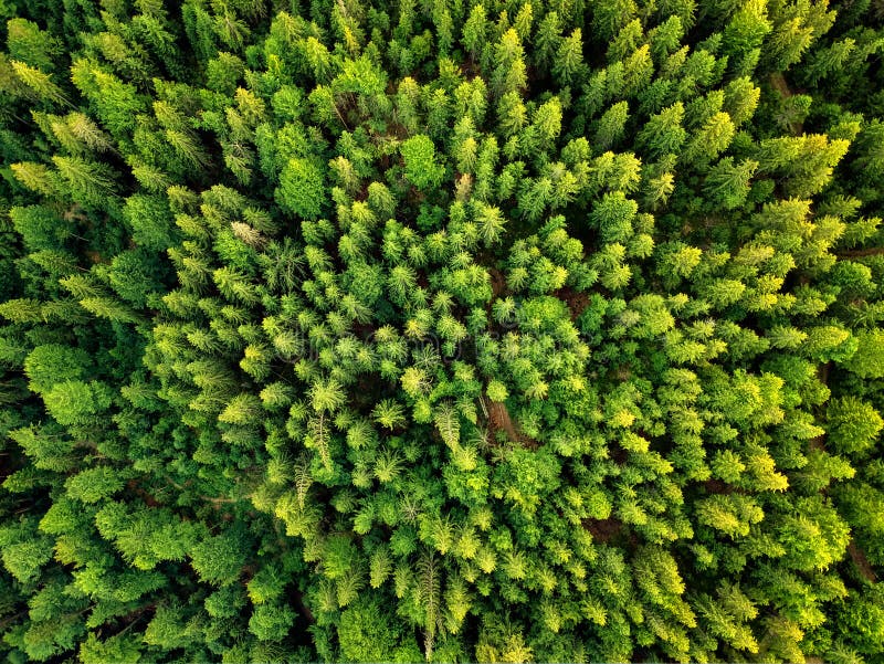 Vista aerea calda della foresta della luce del sole di estate