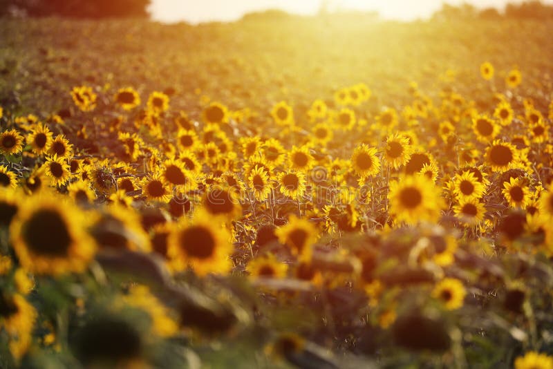 Vista aerea del campo di girasoli, sole splendente fotografie stock libere da diritti Vista aerea del campo di girasoli, sole splendente fotografie stock libere da diritti