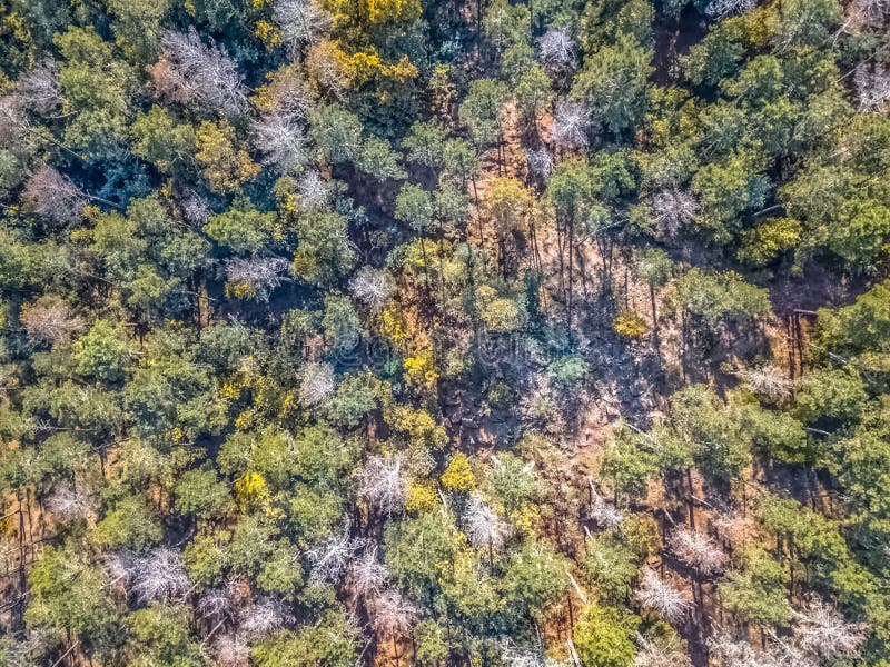 Vista aerea del fuco, con la foresta portoghese tipica, la corona degli alberi, i pini e le querce immagine stock Vista aerea del fuco, con la foresta portoghese tipica, la corona degli alberi, i pini e le querce immagine stock