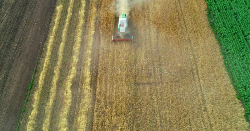 Vista aerea del raccolto di frumento. drone che vola sopra tre mietitrebbiatrici che lavorano sul campo di frumento