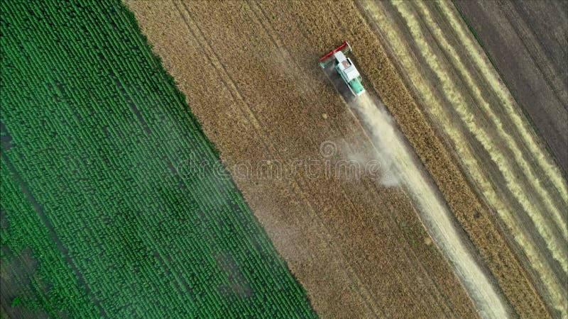 Vista aerea del raccolto di frumento. drone che vola sopra tre mietitrebbiatrici che lavorano sul campo di frumento.