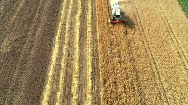 Vista aerea del raccolto di frumento. drone che vola sopra tre mietitrebbiatrici che lavorano sul campo di frumento.