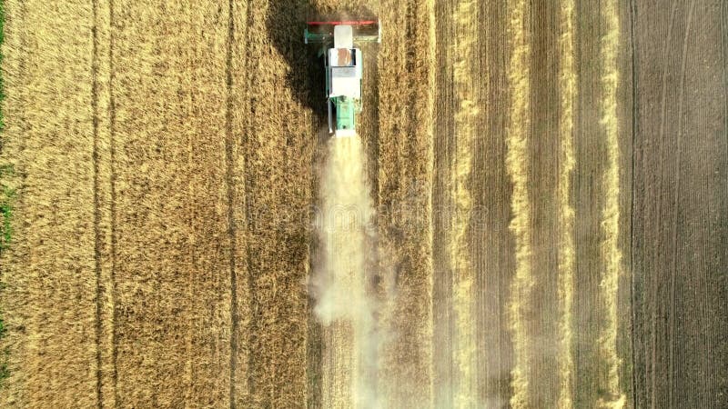 Vista aerea del raccolto di frumento. drone che vola sopra tre mietitrebbiatrici che lavorano sul campo di frumento.