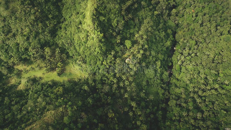 Vista aerea della filippina dall'alto in basso : foresta tropicale sulle montagne di palma di cocco di palma alta erba verde