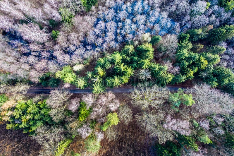Vista aerea della foresta multicolore nell'inverno, Polonia fotografie stock Vista aerea della foresta multicolore nell'inverno, Polonia fotografie stock