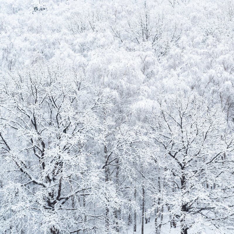 Vista aerea delle querce innevate in boschetto fotografia stock Vista aerea delle querce innevate in boschetto fotografia stock