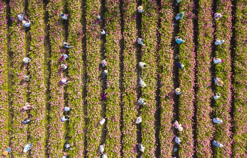 Vista aerea dello scambio di manodopera nell'industria dei fiori recisi durante la stagione del raccolto, che ha molti giardinieri