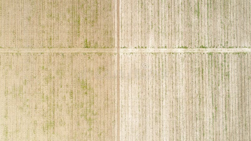 Vista aerea sopra il campo del raccolto, prematuro fotografie stock Vista aerea sopra il campo del raccolto, prematuro fotografie stock