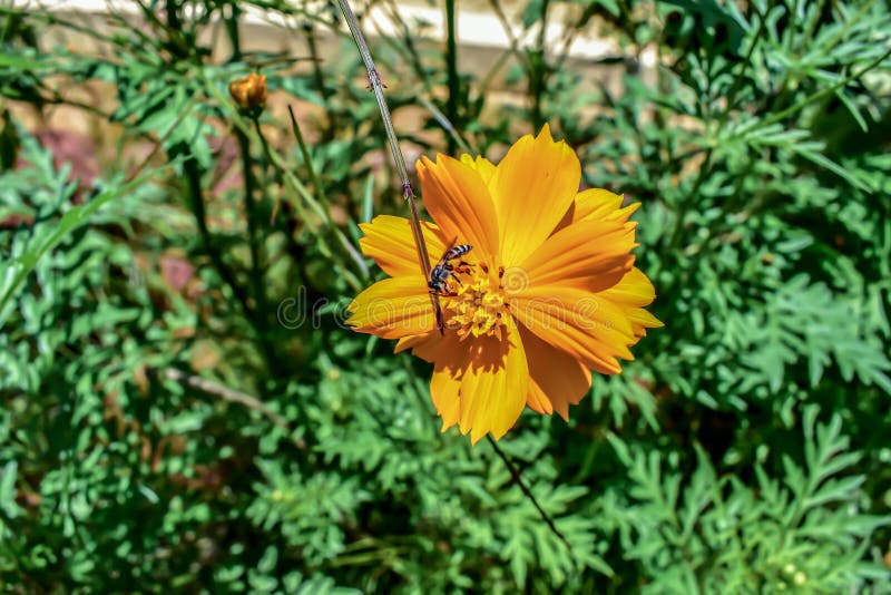 Vista alta vicina del fiore colorato giallo con l'insetto sulla cima nel giardino immagine stock libera da diritti Vista alta vicina del fiore colorato giallo con l'insetto sulla cima nel giardino immagine stock libera da diritti