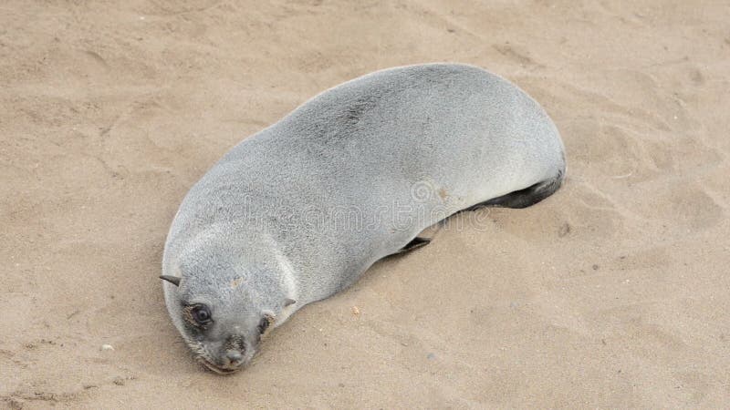 Vista ascendente cercana de un pequeño lobo marino en una playa de la arena almacen de metraje de vídeo
