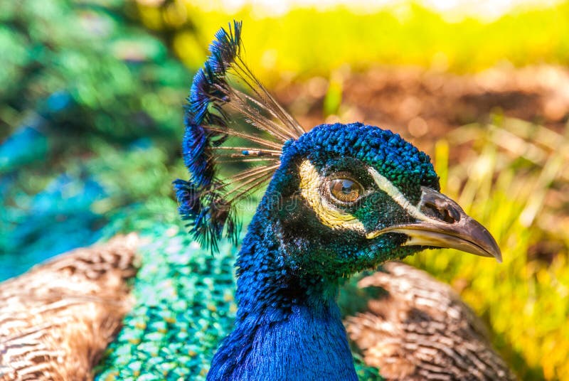 Vista ascendente cercana del cristatus del Pavo del peafowl indio o del peafowl azul imagen de archivo libre de regalías Vista ascendente cercana del cristatus del Pavo del peafowl indio o del peafowl azul imagen de archivo libre de regalías