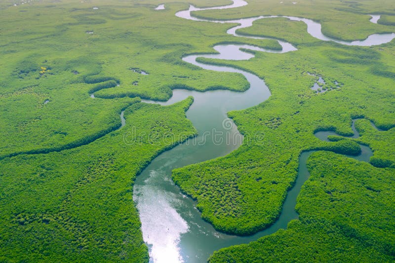 Vista aérea da floresta amazônica no brasil sul da américa. floresta verde. vista de pássaros
