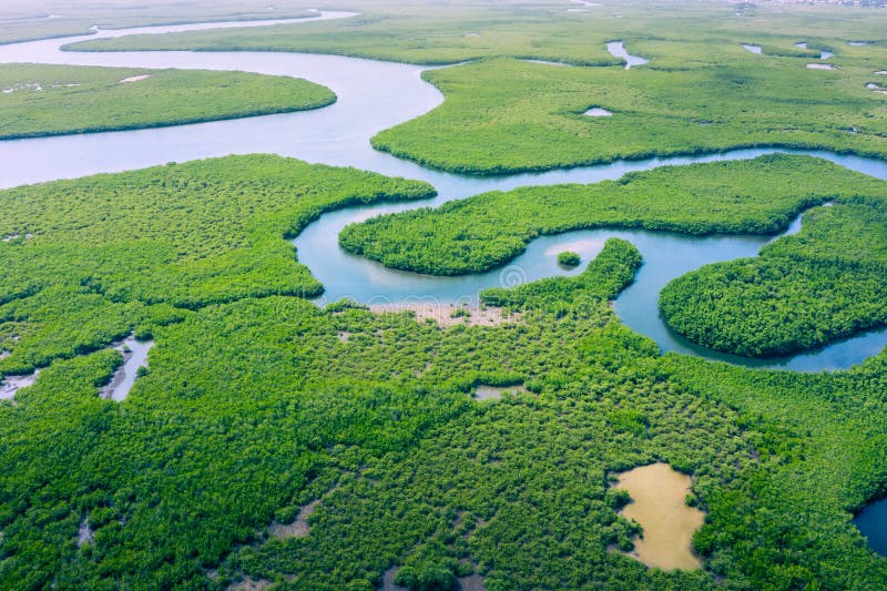 Vista aérea da floresta amazônica no brasil sul da américa. floresta verde. vista de pássaros Vista aérea da floresta amazônica no brasil sul da américa. floresta verde. vista de pássaros