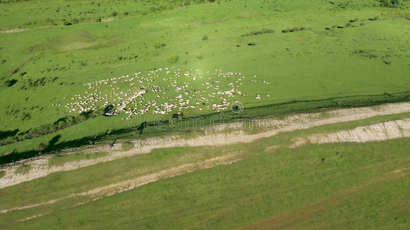 Vista aérea de alto ângulo do rebanho de ovinos em pastagens