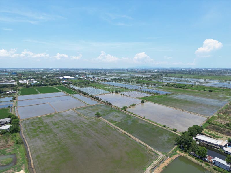 Vista aérea de campos de arroz sob um céu claro. imagem de stock