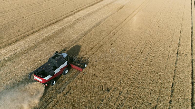 Vista aérea de drones da ceifeira-debulhadora funciona em campos de trigo.