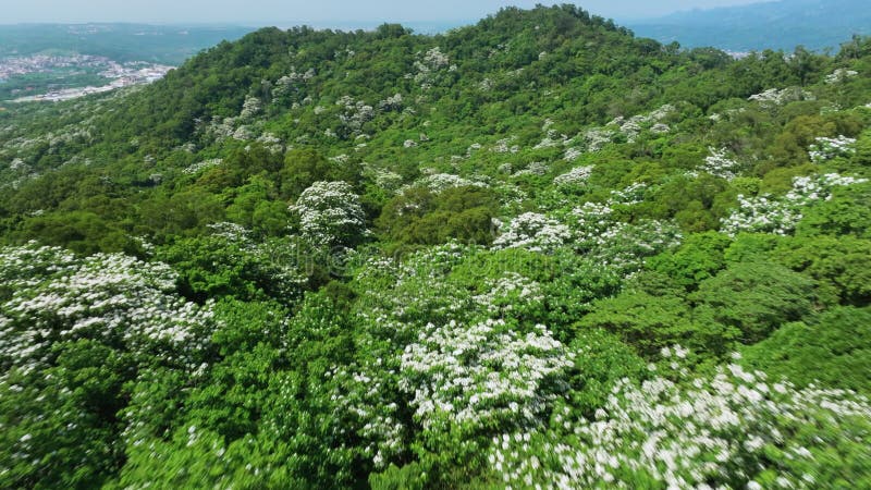 Vista aérea de hermosas flores de tung blancas en Taiwán metrajes