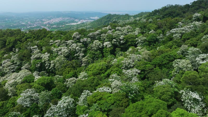 Vista aérea de hermosas flores de tung blancas en Taiwán metrajes
