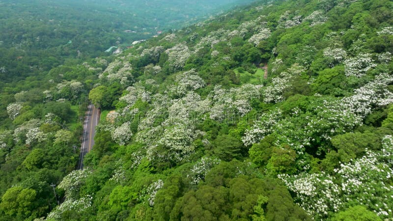 Vista aérea de hermosas flores de tung blancas en Taiwán metrajes