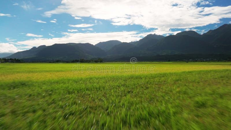 Vista aérea de hermosos campos de arroz almacen de metraje de vídeo