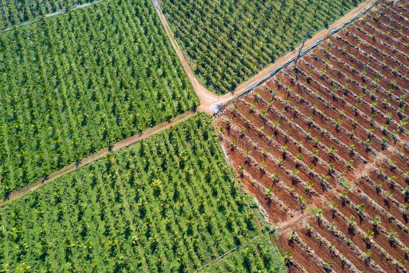 Vista aérea de la plantación joven del árbol de coco imagenes de archivo Vista aérea de la plantación joven del árbol de coco imagenes de archivo
